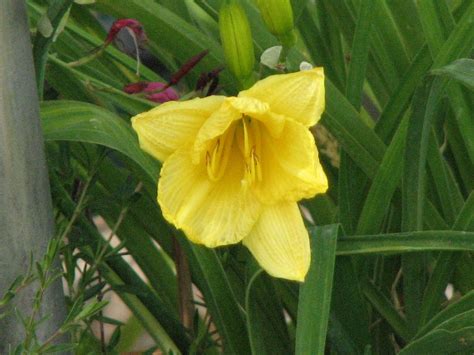 Lilies Grow Well In Northern Utah Lilies Utah Flower Garden