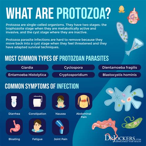 Parasite Infections Functional Lab Analysis To Identify Parasites