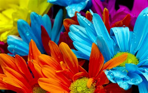 Colorful Flower Hd Background