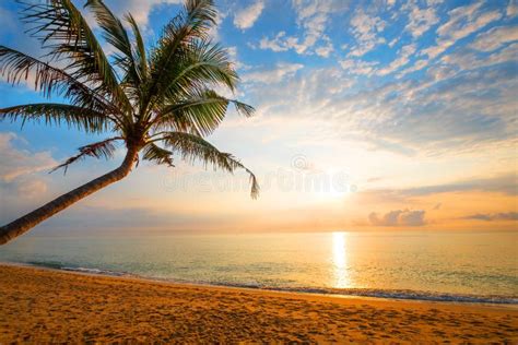 Tropical Beach With Palm Tree At Sunrise Stock Photo Image Of Leisure
