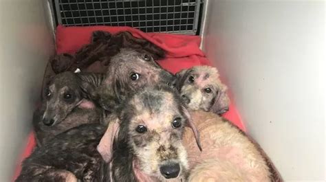 Four Adorable Dogs Rescued After Puppies Dumped In Plastic Bag Next To