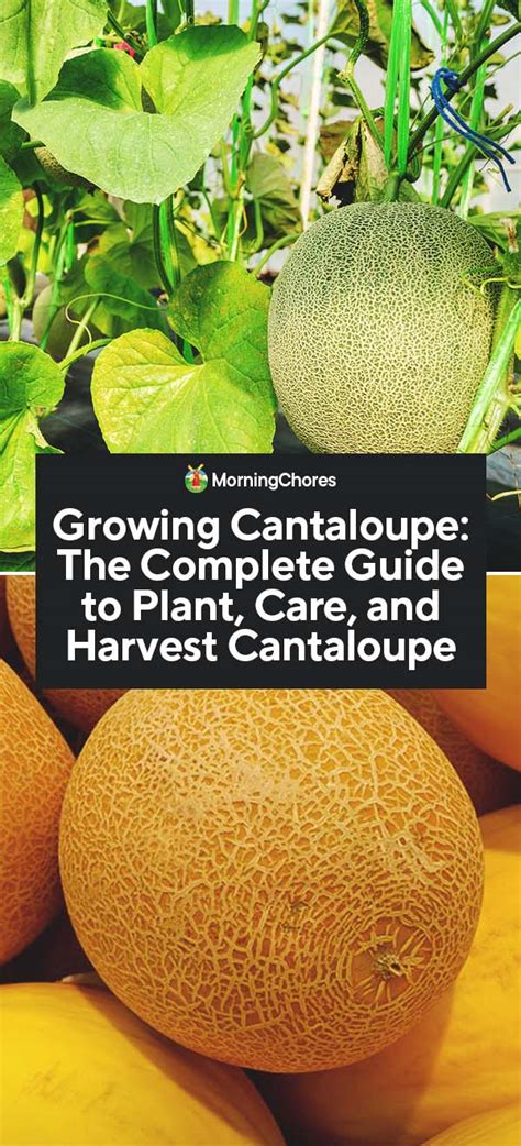 Growing Cantaloupe The Complete Guide To Plant Care And Harvest