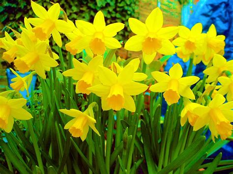Spring Daffodils Photograph By L Brown Pixels