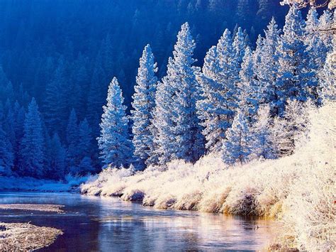 Snow Plumas National Forest California In 2023 Scenic Scenic