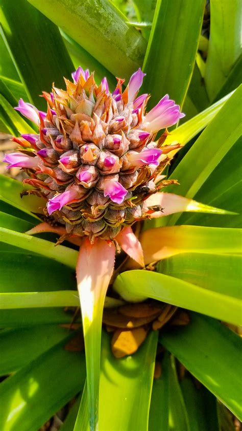 Pineapple Plant Flowering In A Few Months This Will Grow Into A Juicy
