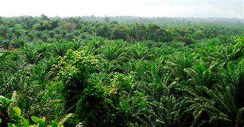 Jump to navigation jump to search. USA to block palm oil imports from Sime Darby Plantation