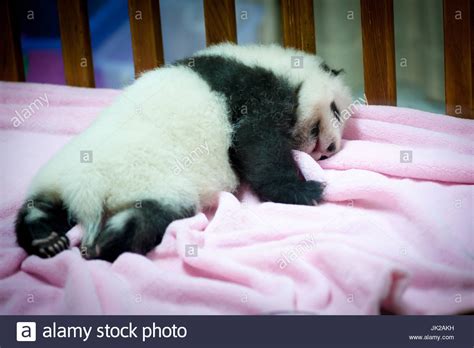 Giant Panda Baby Hi Res Stock Photography And Images Alamy