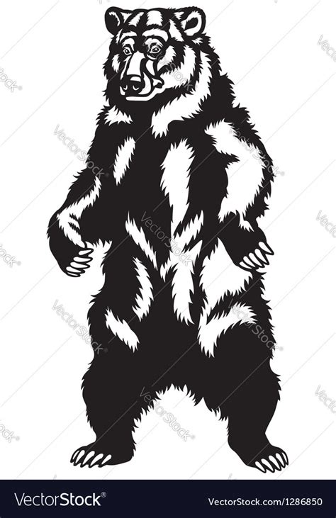 Grizzly Bear Black Black Royalty Free Vector Image