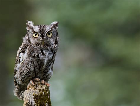 Eastern Screech Owl Audubon Field Guide