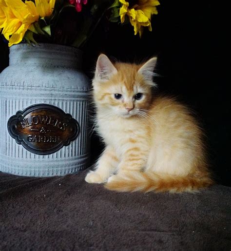 Raised in our home and socialized. orange-tabby-ragdoll-kitten-4 - Ragdoll Kittens For Sale