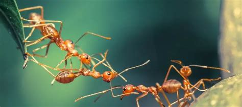 Average Lifespan Of An Ant And Some Interesting Facts The Hamny