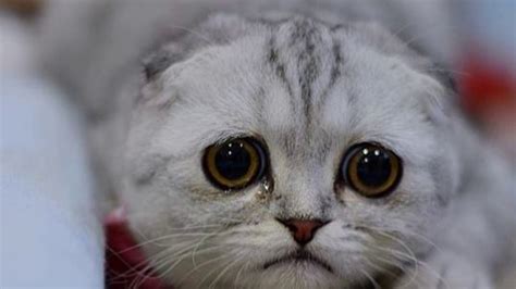 Sad Cats Very Emotional Youtube