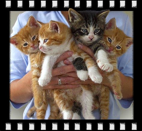 Kitten Bouquet Flickr Photo Sharing