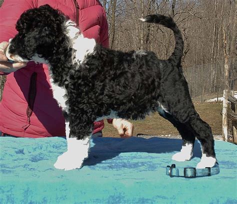 Home Portuguese Water Dogs