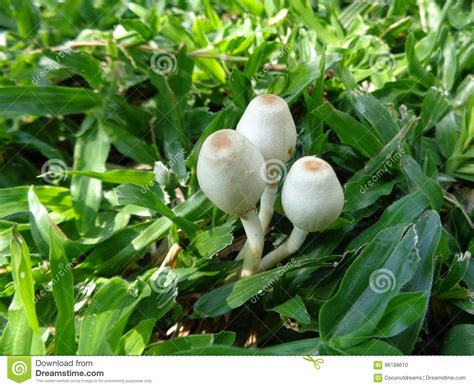 Three Little Wild White Mushrooms Growing Together On Green Grass Field