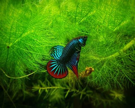 Petsradar 10 Colourful Tropical Fish To Brighten Up Your Aquarium