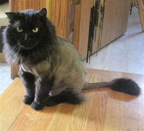 11 Adorable Maine Coon Cats With Lion Cuts With Photos