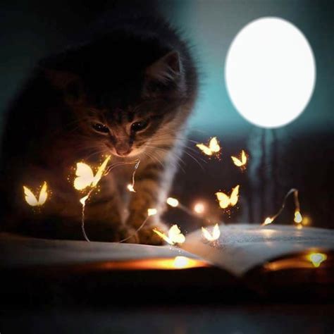 Kitten An Glow Butterflies Montaje Fotografico Pixiz