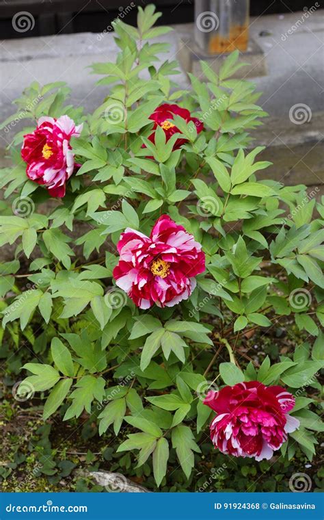 Peony Bush Stock Photo Image Of Plant Peony Shrub 91924368