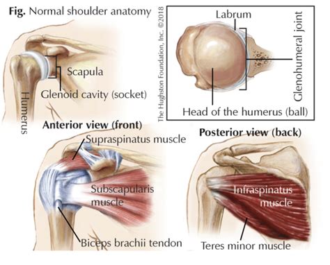 The skeleton is the central structure of the body and is made up of bones, joints and cartilage. Swimmer's Shoulder - Hughston Clinic