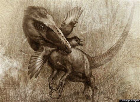 Dinosaur Fossils Show Wolf Like Species Sinocalliopteryx Preyed On