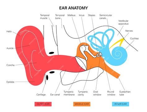 Premium Vector Ear Anatomy Diagram