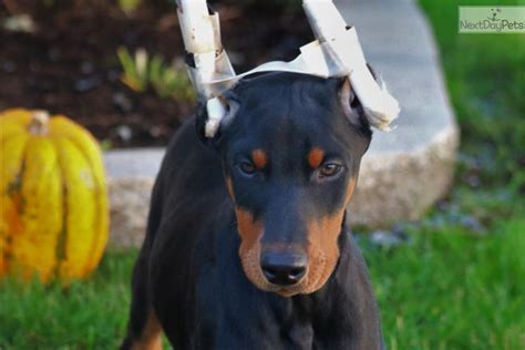 Doberman pinscher puppies for sale and dogs for adoption in illinois, il. Doberman Pinscher puppy for sale near Harrisburg, Pennsylvania. | b2da5439-9af1