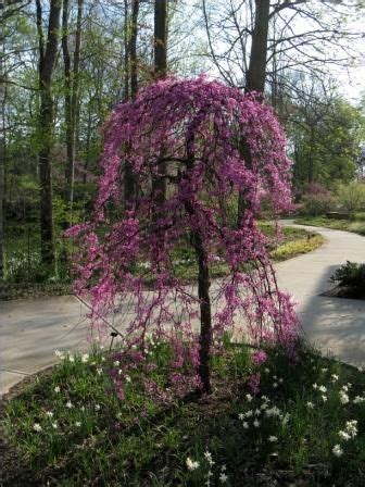 Growing flowering trees in zone 9 gardens. Weeping Redbud ~Lavender Twist, Height: 6', Spread: 8 ...