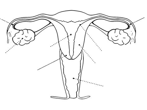 Reproductor Aparato Femenino Sistema Reproductores Aparatos Ciencias
