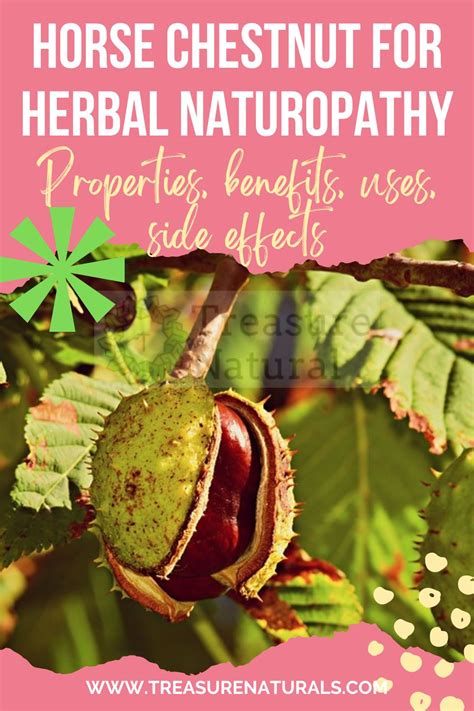 Horse Chestnut For Herbal Naturopathy Properties Benefits Uses Side