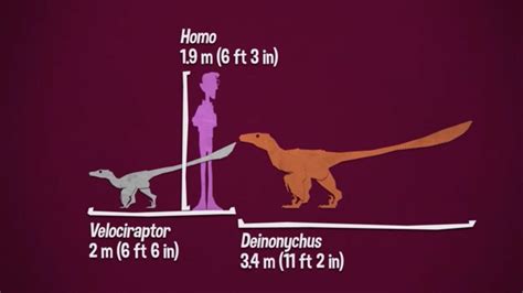 Velociraptor And Deinonychus Sizes By Ydaw Rdinosaurs
