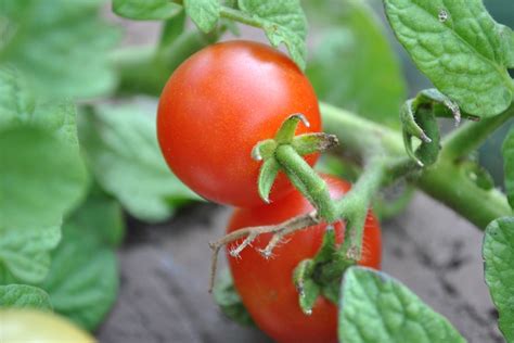 Ripe Cherry Tomatoes Green Thumb Tomato Garden Landscaping