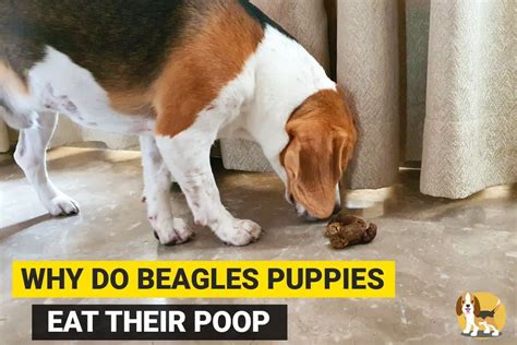 How Do You Stop Dogs From Eating Their Poop
