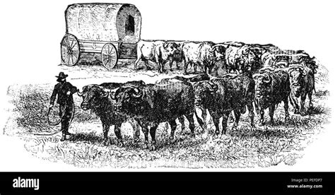 Wagon Train On The Great Plains Usa Illustration Classical Portfolio
