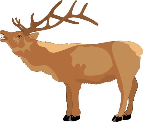 Head Deer Drawing Free Image Download