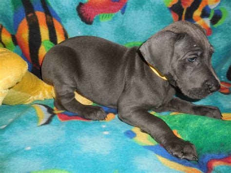 Maybe you would like to learn more about one of these? Great Dane Puppies For Sale | Loudonville, OH #286840