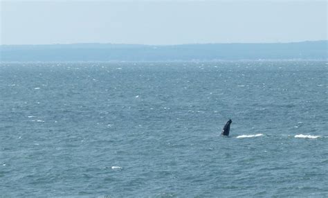 Humpback Whale Spotted In Long Island Sound Off Orient Long Island Sound Island Pictures