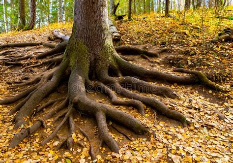 Fabulous Big Tree With Roots On The Ground An Autumn Landscape