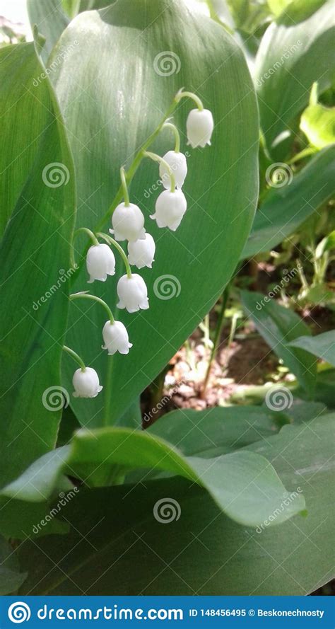 Delicate Lily Of The Valley Spring Flower White Bells Stock Image