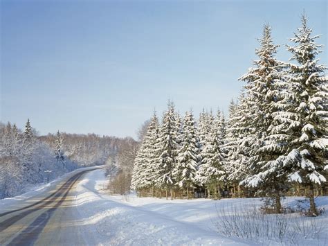 Pine Trees Forest Covered With Snow Under Clear Sky Hd Wallpaper