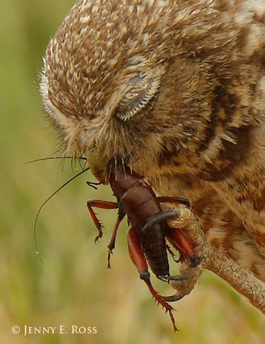 An owl's diet can be very diverse, due to their ability to adapt to locally abundant food sources. Burrowing Owl eats Camel Cricket - What's That Bug?