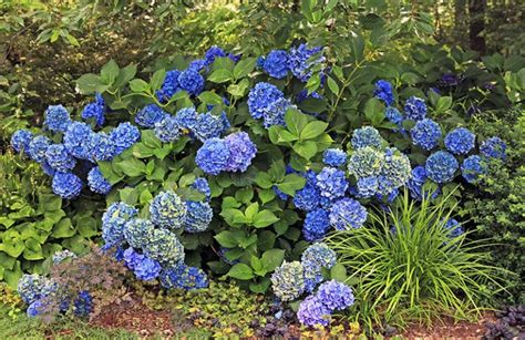 Tips For Drying Blue Hydrangea Flowers Hyannis Country Garden