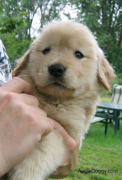 Golden retrievers always rank high among the most popular breeds in the united states. Who can resist the powers of a golden retriever puppy ...