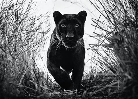 Deviantart is the world's largest online social community for artists and. BLACK PANTHER - David Yarrow Photography