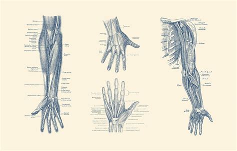 Complete Arm And Hand Diagram Vintage Anatomy Print Drawing By