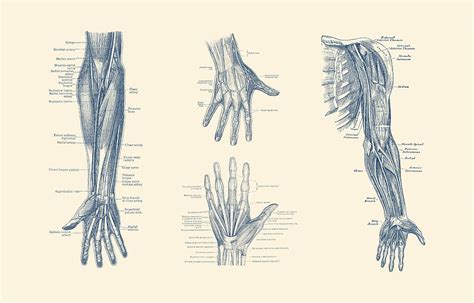 73 original artworks curated by saatchi art, black, white & shades of gray. Complete Arm and Hand Diagram - Vintage Anatomy Print Drawing by Vintage Anatomy Prints