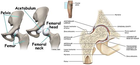 Principles Of Orthopaedic And Trauma Care Revising Hip Anatomy