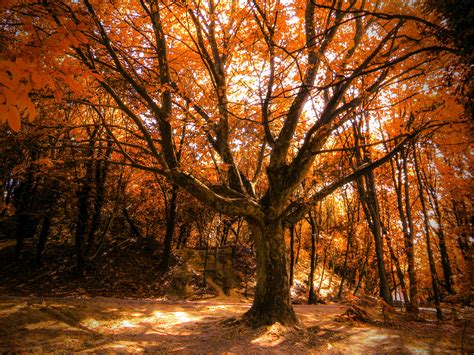 Autumn Tree 4k Hd Nature 4k Wallpapers Images Backgrounds Photos