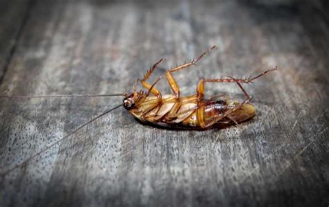 How To Get Rid Of Roaches Miche Pest Control
