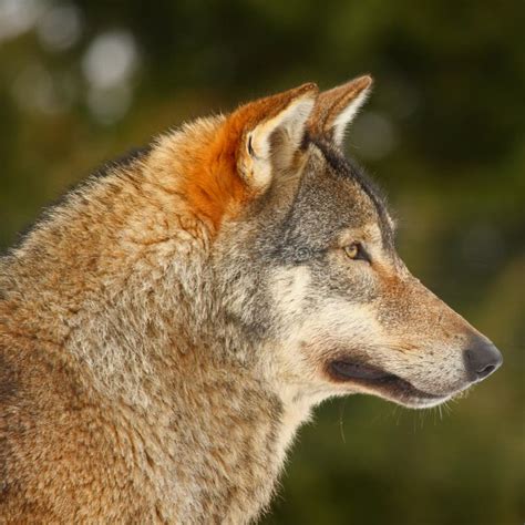 Wolf Head Images Download 9713 Royalty Free Photos Page 8
